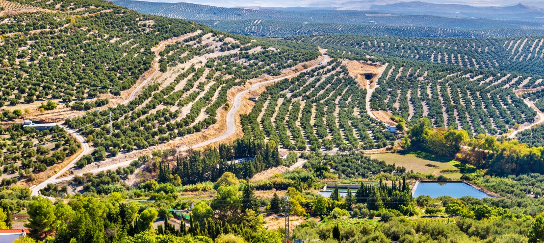 campos de olivos