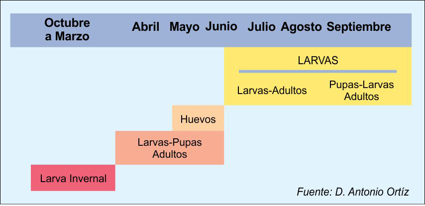 Ciclo Estacional de Euzophera penguins en la provincia de Jaén