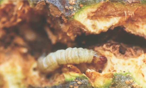 larva de euzophera pinguis